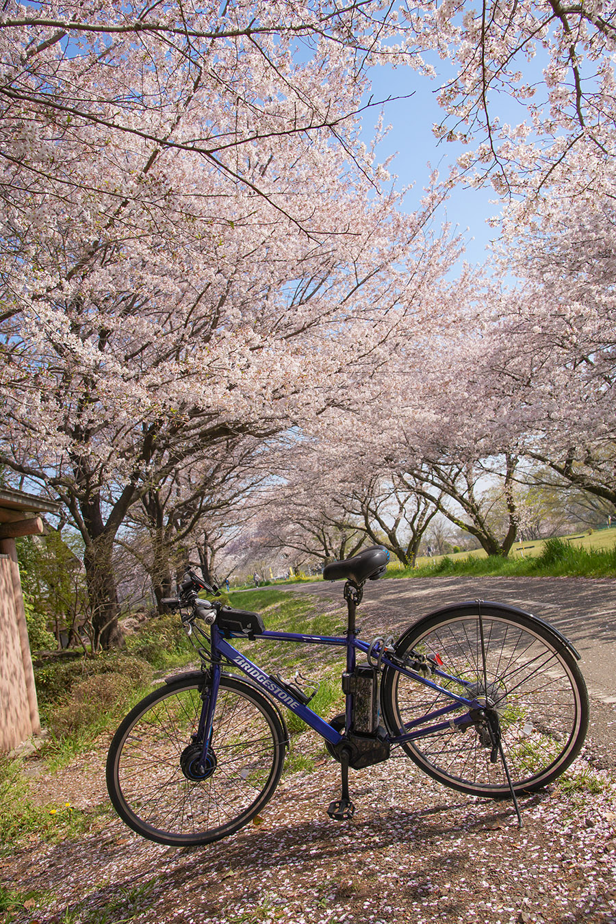 狭山CRさくら